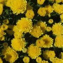 국화호수 이미지