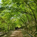 강천산군립공원(구장군폭포) 이미지