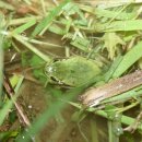 수원-1977 이미지