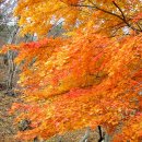 백아산자연휴양림 이미지