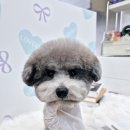 꼬몽스 이미지