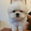 하이, 멍 이미지