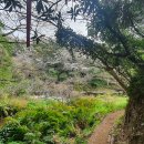 밀림식당 이미지