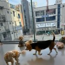 멍스쿨 전주애견유치원 애견호텔 이미지