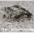 생태식물나라