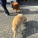 조은생각 BOOK CAFE | 네덜란드 직장인 3월 일상 (2) Book Stor Cafe, Sligro, 밥보스, 루치아노, New Taste