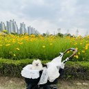 펫스니즈(주) | [닥터펫 펫큐어레이] 사용 두달 후기❤