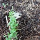 뽑고뽑고 이미지