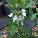 대왕농장2 이미지