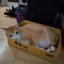 우천중학교 | 교촌치킨 사이드 메뉴 꽈배기, 시나몬 꽈배기