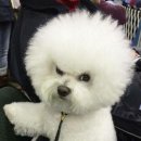 구름강아지 이미지