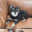 강아지는 내 운명 이미지