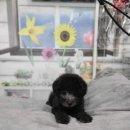 아리랑밸리켄넬 이미지