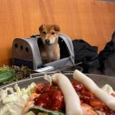 샘토명물닭갈비본점 | 춘천 신북읍 반려견동반 숯불 철판 다 가능한 닭갈비집을 소개합니다 “샘토명물닭갈비 본점“
