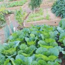 솔솔농장 이미지