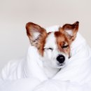 참누리동물병원 이미지