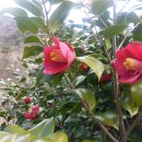 프랑스리조트 이미지