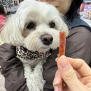 밤밤 애견유치원 | 2025 펫&amp;모어 서울 반려동물박람회 관람 후기!! 금토 2일 다녀옴~