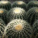 낙동동부초교 이미지