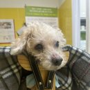 일곡동물병원 | 광주강아지침치료 19살 노견침치료 디스크 광주일곡동물병원