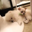 까르르멍멍 이미지