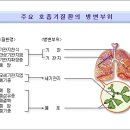 ▣ 모세기관지염 이미지