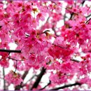 산유화 이미지