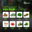 오서산 양송이