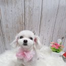 다온오리 이미지