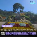 월출산 단풍길+기찬랜드 국화축제➡️영암의 가을 수채화🌸🏵🌼 이미지