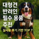 대형견 반려인 필수 용품 추천 | 실사용 후기 기반 TOP7