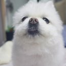 빵순돌이네 이미지