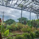 다미가든 이미지