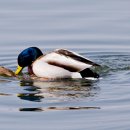 보리와철새 이미지