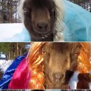 염소왕국 이미지