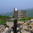 에델바이스 이미지