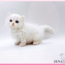 광주고양이분양 제나캣 광주점 이미지