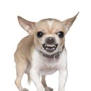 브리더독 이미지