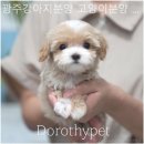 광주강아지분양 고양이분양 도로시펫 이미지