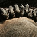복돼지 - 남양주시 | 복돼지
