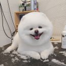 오늘도이쁘개 이미지