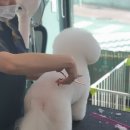 빅 그루밍 이미지