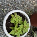 마음애고향 이미지