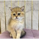 도그마루 천안지점 | 천안도그마루에서 반려동물 유기견입양, 믿을 수 있는 선택의 시작!