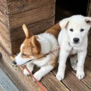 돌트미스테이 | [경주숙소 추천] 경주여행-돌트미스테이-강아지-독채