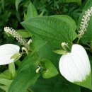 삼백초한의원 이미지