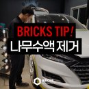 왕성세차장 | 차에 나무수액 지우는법! 자동차 나무수액 얼룩 자국은 이렇게