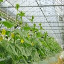 제일 팜 마트 이미지