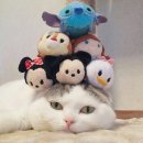 착한 고양이 이미지