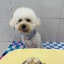 전포유치원 | 🌿 “야외 공간 없는 유치원, 결국 옮겼어요” – 전포강아지유치원 일기 🐶